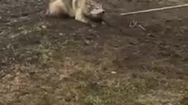 Rescue mission. #short