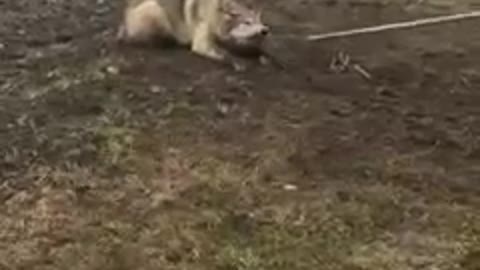 Rescue mission. #short