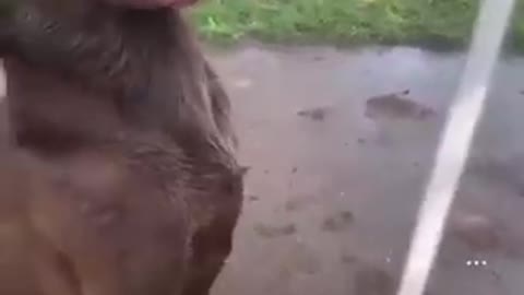 funny animals #12