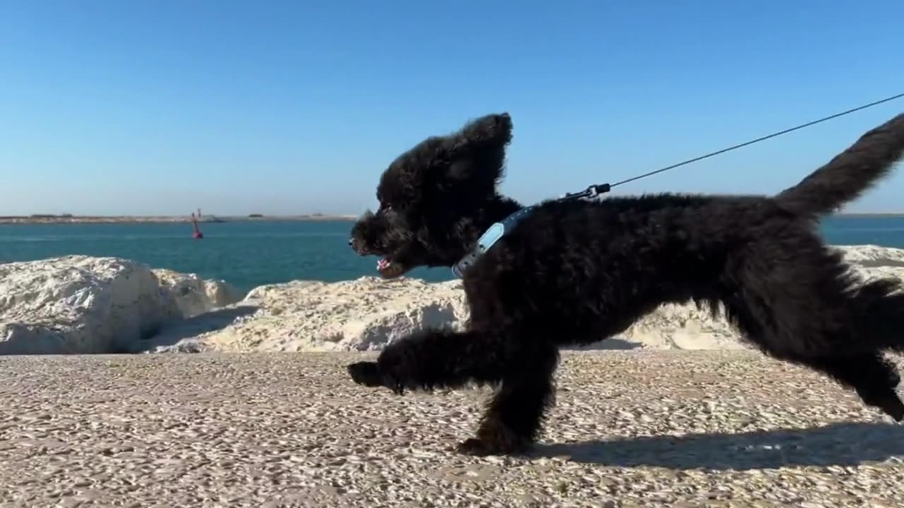 cute dog.cute dog&lovely dog