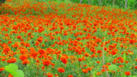 Ocuflora Flower cultivation