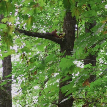 Nature and Wildlife 39