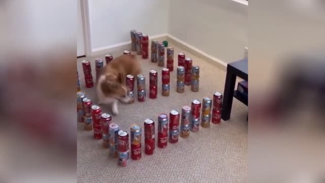 the funniest animals you've ever seen #part 1