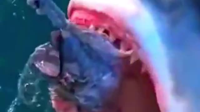 Monster Shark Ever Filmed