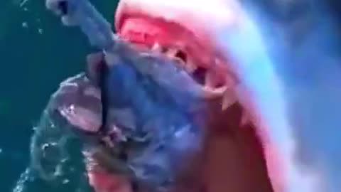 Monster Shark Ever Filmed