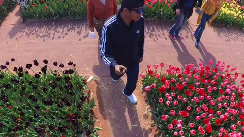 Tulip festival
