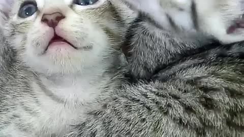 Momy and her Kitten