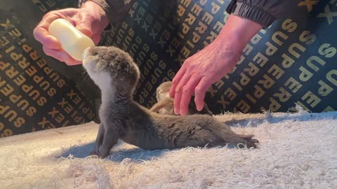 Do you know what kind of animal it is