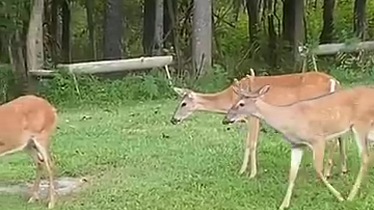 Deer is inquisitive of cat sitting on grass,__