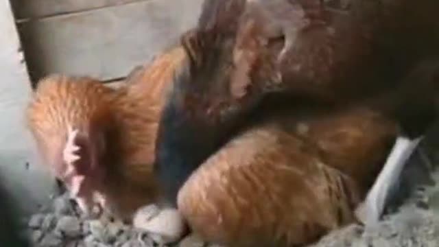 Responsible Daddy Chicken