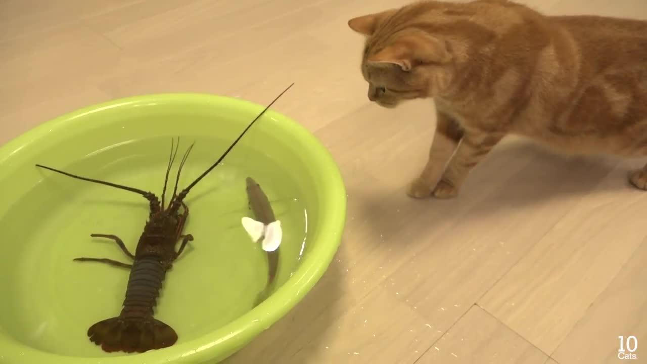 4 cats and fish funny video