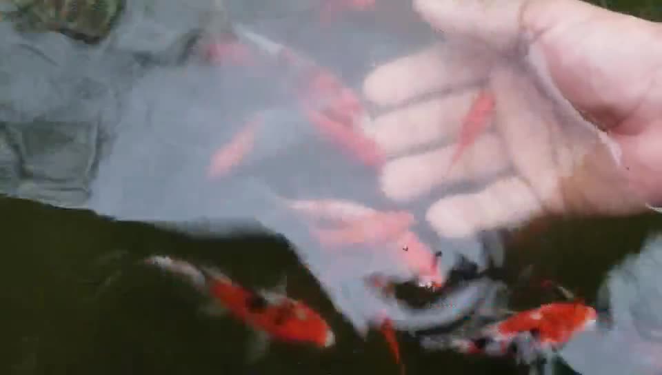 Very Friendly Koi Fish