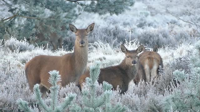 Beautiful Animals in the forest