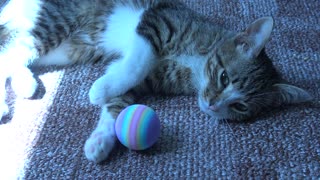 Kitten Is Happy with His New Toy