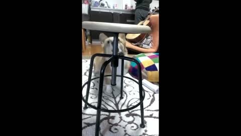Dog barking_Funny dogs