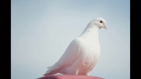 sweet bird