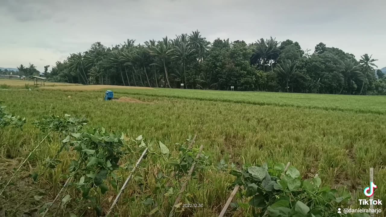 Rice field