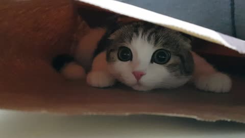 A baby cat found a hiding place.