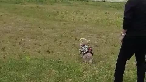 Puppy hunting birds