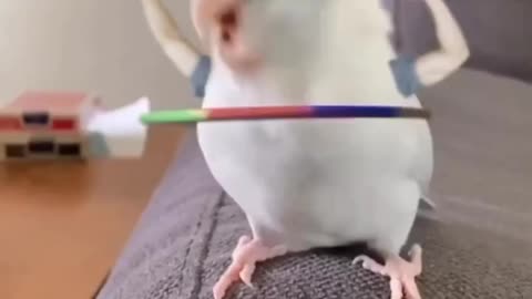 cute parrot