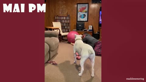 Funny Dog Act videos🐶🐕