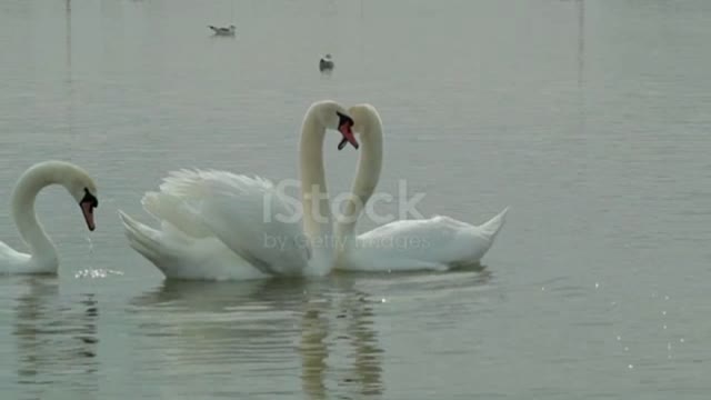 Learn dance with swans