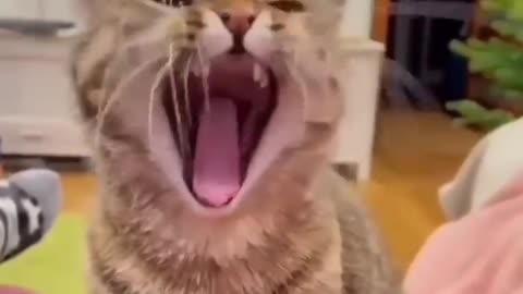 ps😹_ #funny Cute Cats #shorts Video😂_ #trending #animals #reels