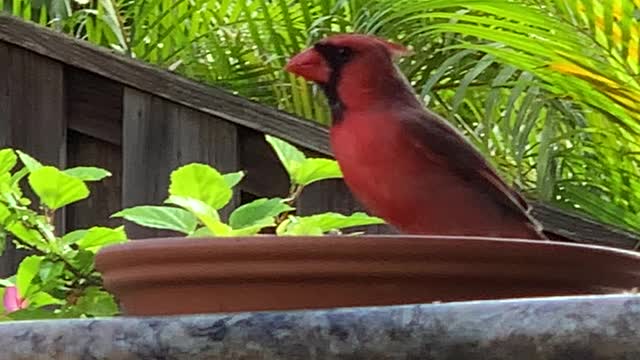 #Back Yard Birds Hawai’i Daddy-O