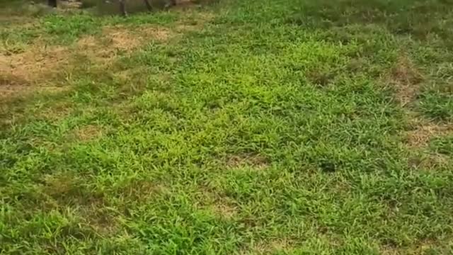 Grey dog running after cat hits fence