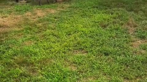 Grey dog running after cat hits fence