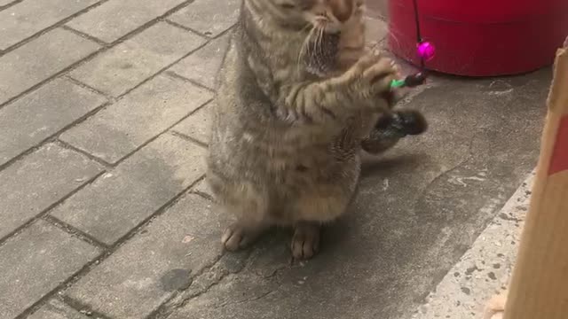 A cat that plays with toys.