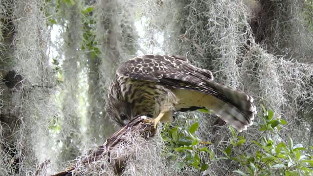 Hawk feeding on dragonfly