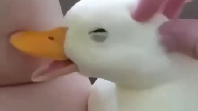 Cute Talking duck