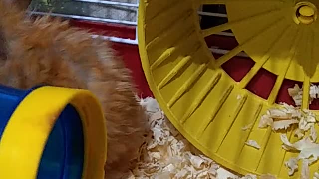 My Greedy Hamster Can't Get Into The Tube With The Food