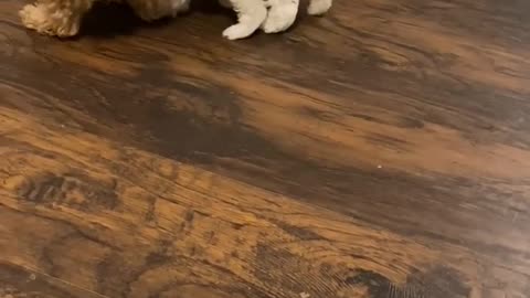 Maltese puppies playing