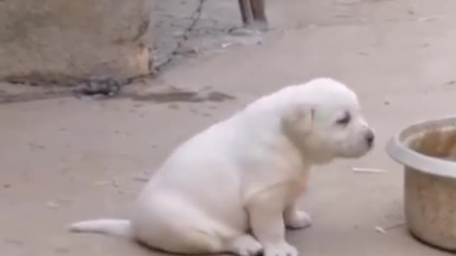 Adorable Tiny Puppy imitates Roaster Crowing