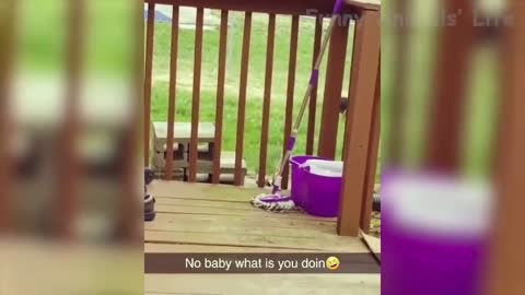 100 🤣 Funniest 🐶 Dogs And 😻Cats Try Not To Laugh Funny Pet Animals' Life 😇