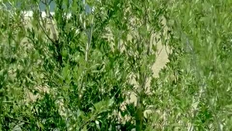 Plants making strange "whoop" noise on camera and vibrating