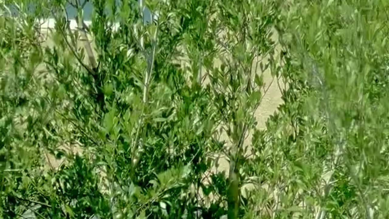 Plants making strange "whoop" noise on camera and vibrating