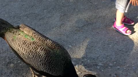 Wild peacocks in wildlife