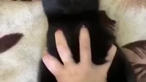 My very black cat