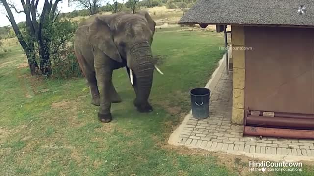 Amazing animals moments