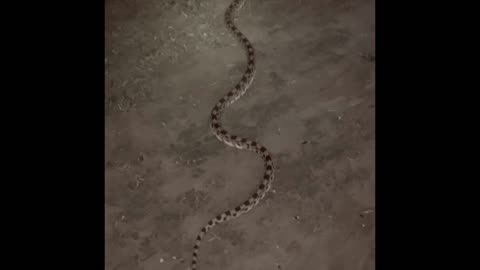 Biggest Rat Snake I’ve Ever Seen