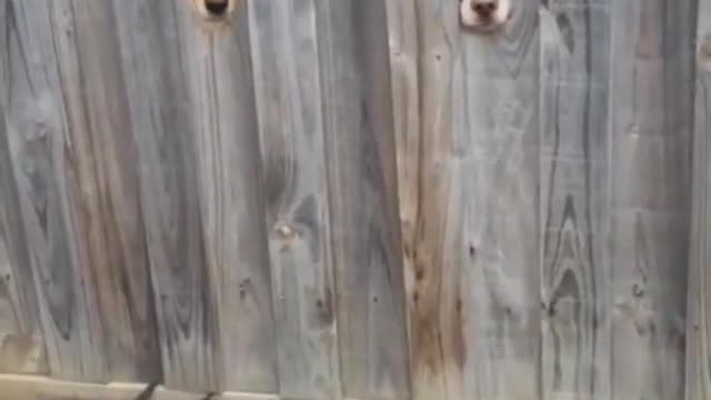 Funny dog very nice video