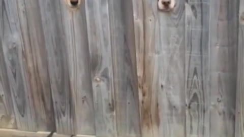 Funny dog very nice video