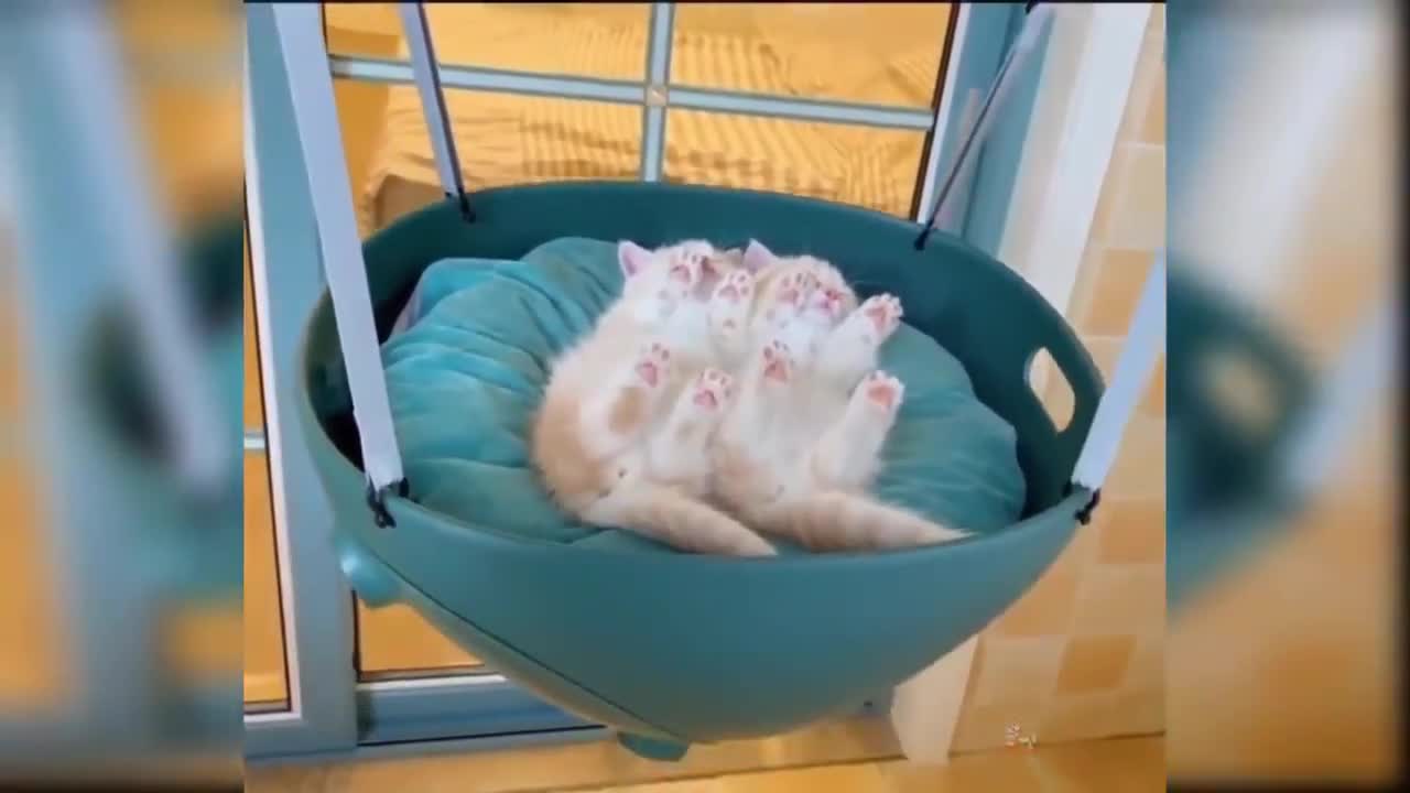 Funny Cats - Best compilation 😻🐱😸🐈🐱_👤