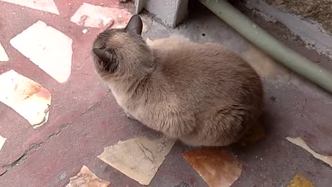 Funny cat Francisca