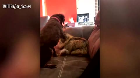 Adorable dog Appears To Stroke Cat Before The 'Best Friends' Hug