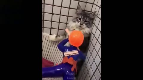 60sec Straight of Cute TikTok Pets 🥰