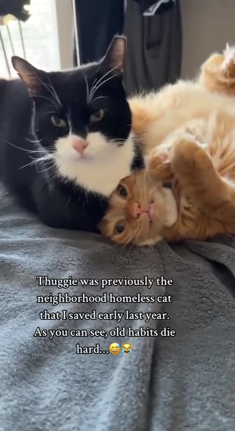 Neighborhood Bully Has Adjustment Issues